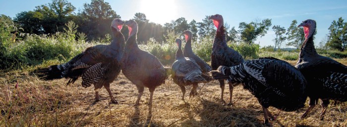 farms-heritage-turkeys_0