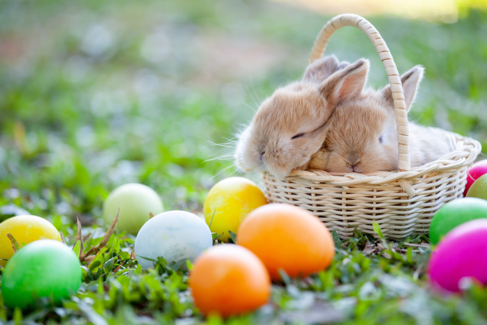 Cute little bunny sleeping in the basket and easter eggs in the meadow